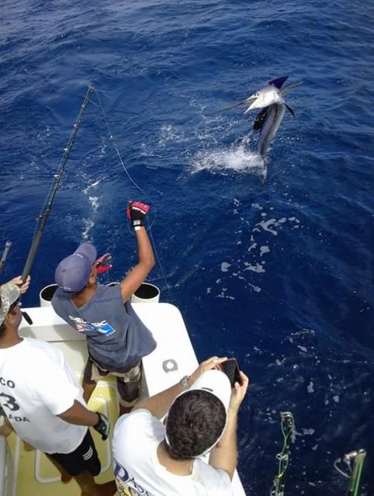 Puerto Vallarta fishing report July 2015 Marlin, Sharks, Sailfish