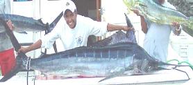 click to see puerto vallarta fish Gallary